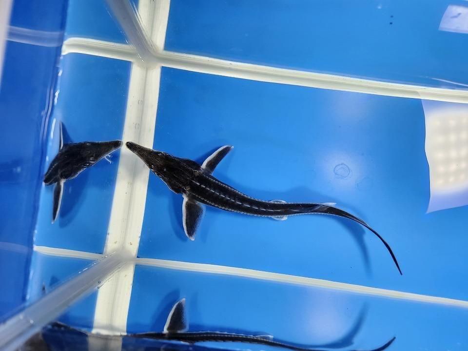   ٥ƥ 18cm2025.11.15ߡ