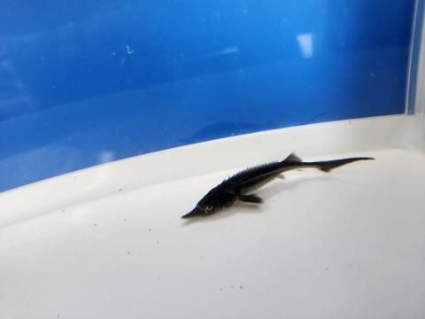  ٥ƥ 8cm2025.07.18ߡ