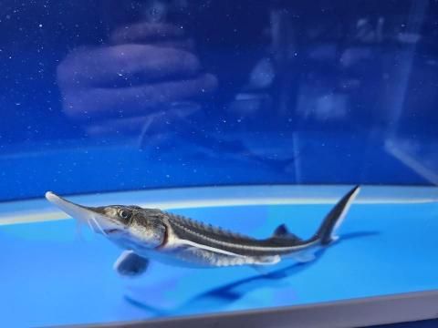   ٥ƥ 18cm2025.11.15ߡ