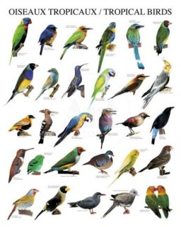 熱帯の鳥 ポスター（ミニサイズ）