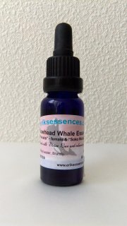 WE11　ホッキョククジラ Bowhead Whale 　