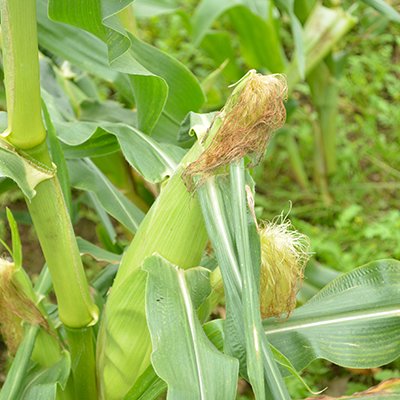 極甘とうもろこし「嶽きみ」