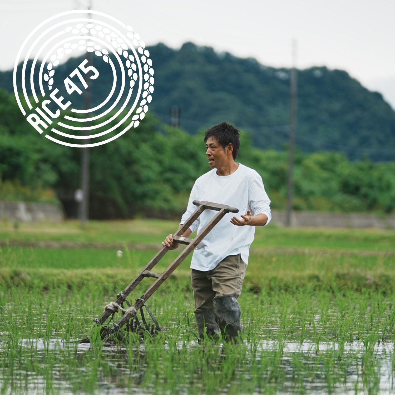 新米 コシヒカリ 18キロ 茨城県産 令和6年度 自家製 農家 直送 - 米