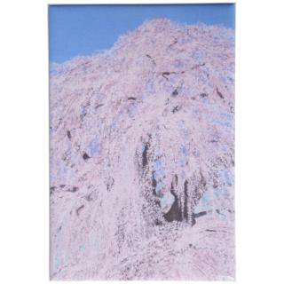 缶マグネット　三春の滝桜