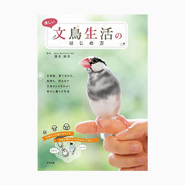 楽しい文鳥生活のはじめ方